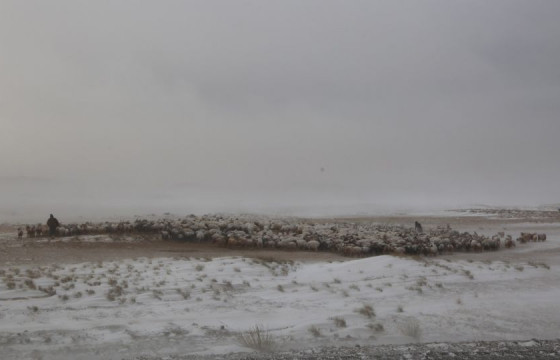 Малдаа яваад сураггүй болсон иргэнийг эсэн мэнд олжээ