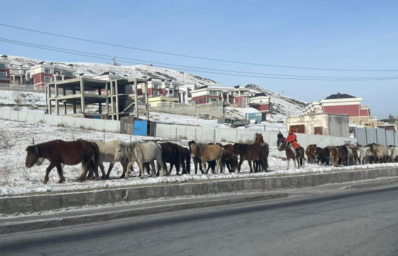 Нийслэлийн хориглосон бүсээс 4557 толгой мал гаргалаа