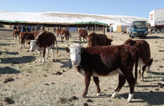 Малчдын түвшинд бэлтгэсэн өвс тэжээл 60 хувийн зарцуулалттай байна
