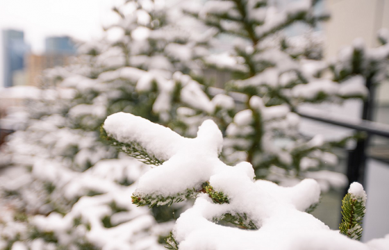 ЦАГ АГААР: Төв, говийн аймгуудын нутгаар цас орно
