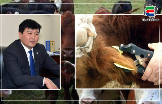 ҮХЭР ЭЭМЭГЖҮҮЛЭХ НЬ ЗӨВ. ГЭХДЭЭ МАЛЧИД ӨӨРСДӨӨ ЧАДНА, Х.БОЛОРЧУЛУУН САЙД АА