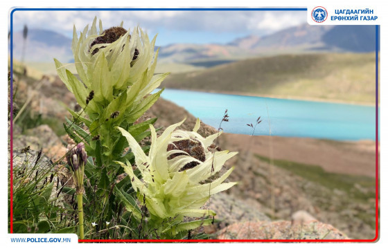  НЭН ХОВОР УРГАМАЛ БОЛОХ ВАНСЭМБЭРҮҮ ЦЭЦГИЙГ ХУУЛЬ БУСААР ХУДАЛДАЖ БАЙСНЫГ ИЛРҮҮЛЖЭЭ