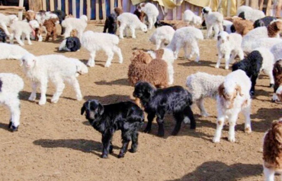 Малчдын өвс, тэжээл дуусаж, хаваржилт хүндрэх эрсдэлтэй байна 