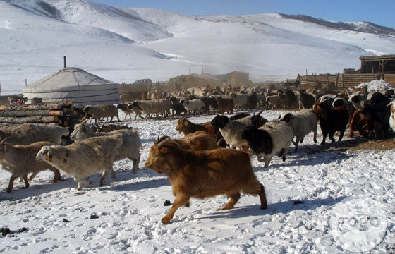 Он гарсаар 483 мянган толгой мал хорогджээ