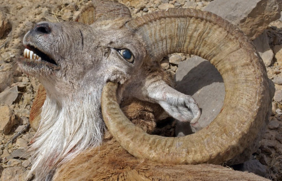 Хууль бусаар янгирын хоёр шуудай эвэр тээвэрлэж явсан 32 настай эрэгтэйг саатуулжээ