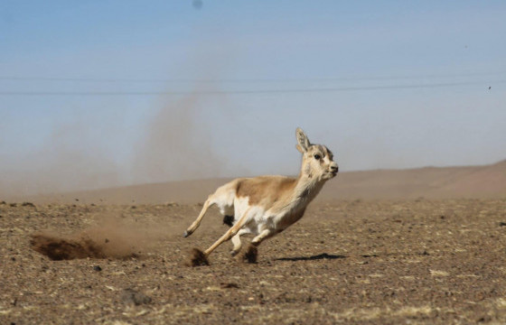 Улаан номд орсон хар сүүлт зээрийн янзагыг сүрэгт нь нийлүүлжээ