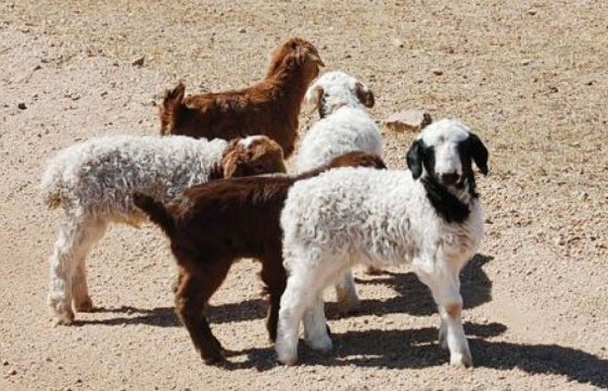 200 мянга орчим төл хүлээн аваад байна