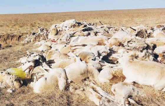 Б.БАТ-ЭРДЭНЭ: Дорнод аймагт цагаан зээр хорогдсонтой холбоотойгоор Ажлын хэсэг ажиллаж байна