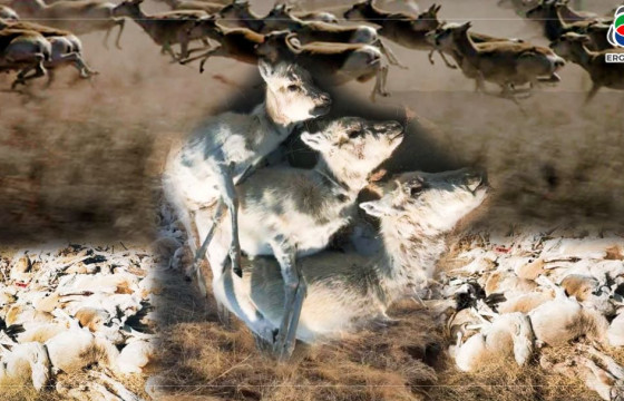 АРАЙ Ч ДЭЭ: Цагаан зээр “Петрочайна Дачин Тамсаг” ХХК-аас биш, цасанд дарагдаж үхсэн гэх дүгнэлт гаргах нь ээ 