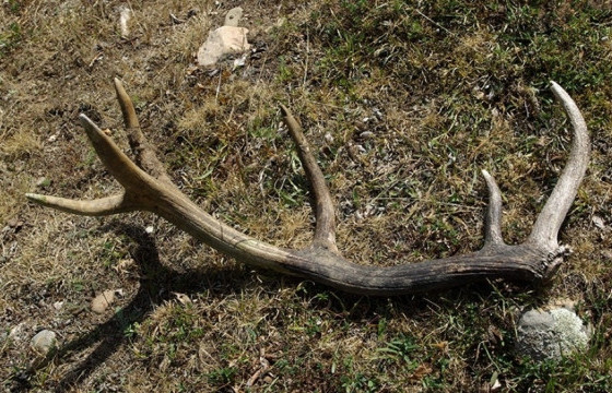 Бугын эвэр түүж бэлтгэхийг хориглолоо