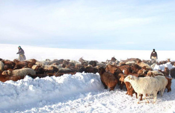 Ховд аймгийн малчин 100 адуу, 1500 бог малтайгаа цасанд боогджээ