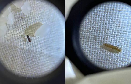 ГЕГ: Импортоор орж ирсэн 171.45 тонн цагаан будаанаас шавьж илэрчээ