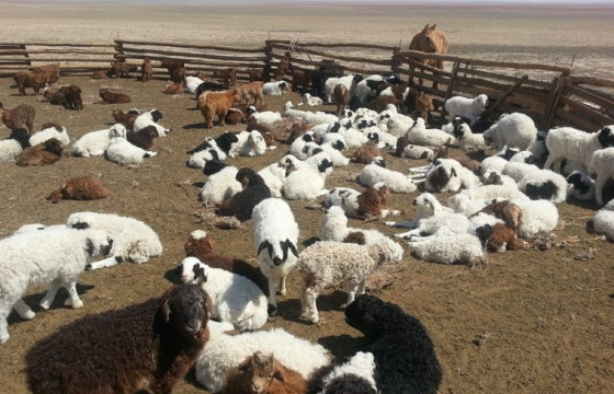 Улсын хэмжээнд 6.1 сая мал төллөөд байна