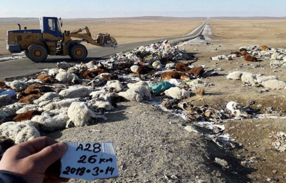 Үхсэн малын сэг зэмийг устгажээ