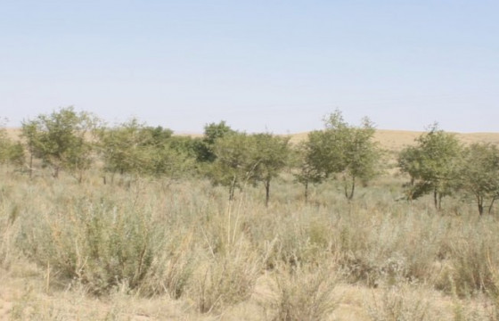 Нийт нутгийн 80 орчим хувьд бэлчээрийн ургамал цухуйгаагүй байна