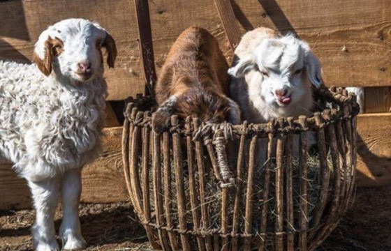 Улсын хэмжээнд 5.3 сая төл мал бойжиж байна