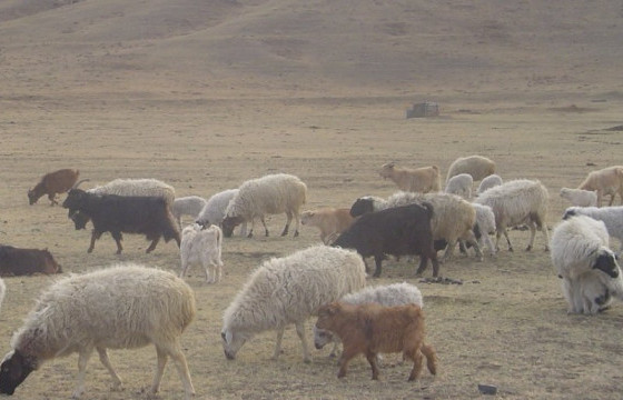 Нийт нутгийн 70 гаруй хувьд бэлчээрийн ургамал цухуйгаагүй байна