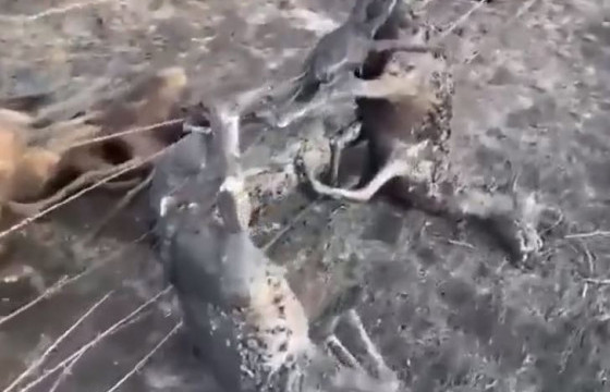 Халхголын түймэрт 1000 орчим цагаан зээр шатаж, устжээ