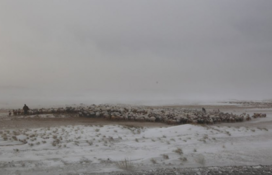 Малдаа яваад сураггүй болсон иргэнийг эсэн мэнд олжээ