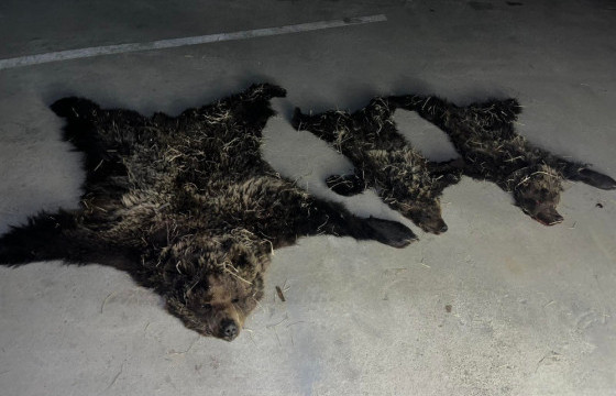 Хүрэн баавгайг хоёр бамбарууштай нь агнасан хэрэг гарчээ