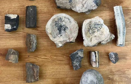 Үлэг гүрвэлийн чулуужсан өндөг, яс зэрэг палеонтологийн ховор олдворыг хууль бусаар худалдахаар бэлтгэж байсныг илрүүлж, мөрдөн шалгах ажиллагаа явуулж байна