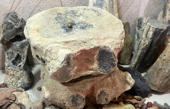 Нэн эртний савагт хирс, үлэг гүрвэлийн чулуужсан яс хууль бусаар борлуулахаар завдсан этгээдийг илрүүлжээ