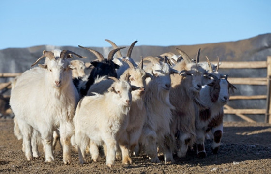 “Ямааны аж ахуй, сүү үйлдвэрлэл” сэдэвт цахим хэлэлцүүлэг болно