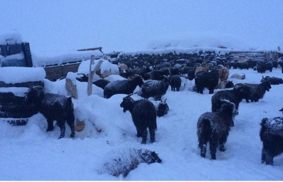 Ховд аймгийн Манхан сумын Засаг дарга Г.Ядамжав: Өнөөдрөөс өвс, тэжээл ирж байгаа, бүх малчдад хангалттай хүрэлцэнэ