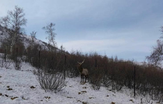 Борхүү нэртэй бугад электрон чип суулгаж, Богдхан ууланд нутагшуулахаар төлөвлөжээ