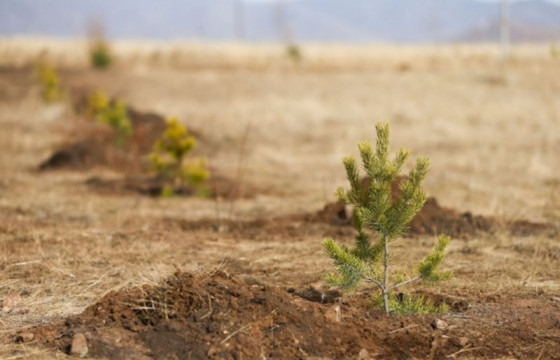 “Бүх нийтээр мод тарих үндэсний өдөр”-ийн хүрээнд зургаан байршилд мод тарина