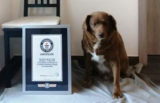 Дэлхийн хамгийн өндөр настай Боби нохойн 31 насны төрсөн өдөр болж байна