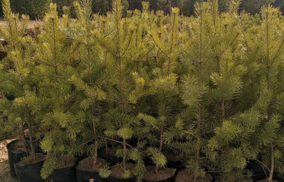 1-1.5 МЕТРИЙН ӨНДӨРТЭЙ НАРС МОДНЫ СУУЛГАЦ 25-70 МЯНГАН ТӨГРӨГӨӨР ХУДАЛДАЖ БАЙНА 