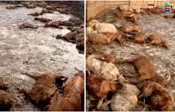 СҮХБААТАР АЙМГИЙН МАЛЧИН Б.МӨНХЦЭЦЭГ: ТАВАН АЗАРГА АДУУ, 50-ААД ҮХЭР СУРАГГҮЙ БОЛЖ,  200 ГАРУЙ ИШИГНЭЭС НЭГ НЬ Ч ҮЛДСЭНГҮЙ