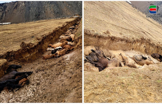 “Цагаан залаат” уурхайн гүйцэтгэх захирал н.Адьяатогтох: 600 гаруй адуу манай уурхайн нүхэнд унаж үхсэн нь үнэн. Малчдын хохирлыг хэрхэн барагдуулахаа даргатайгаа ярилцаж амжаагүй байна