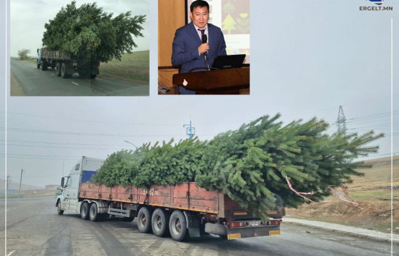 Нийслэлийн Байгаль орчны газрын дарга Р.Энхтайван: Орон нутгаас цөөн тооны модыг судалгааны зориулалтаар шилжүүлэн авчирдаг