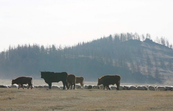 Малдаа яваад сураггүй болсон 13 настай хүүхдийг хайж байна