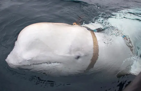 Оросын тагнуулч халим Шведийн нутгаар тагнуул хийж байна гэв