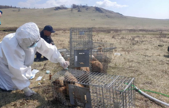 Хөвсгөл аймагт Тарвага сэргээн нутагшууллаа