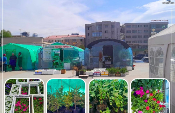 ӨДРИЙН СУРВАЛЖИЛГА: Мандлын цэцэг 1500-3000 төгрөгийн үнэтэй байна