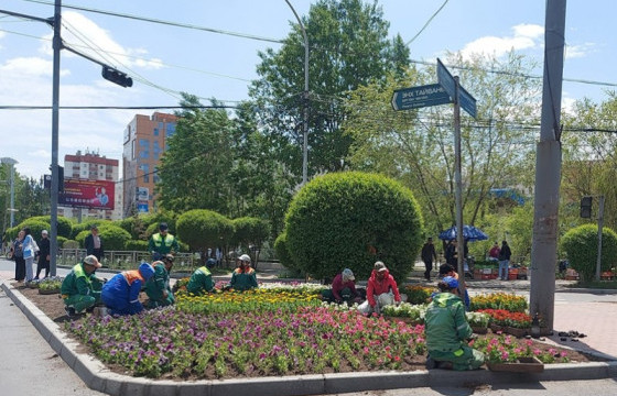 Нийслэлд 135.4 га талбайд ногоон байгууламжийн арчилгаа хийж, мод, бут, сөөг, цэцэг тарьжээ