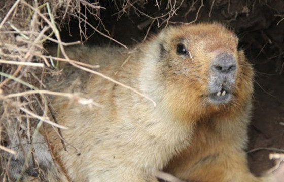 БОАЖЯ: Амьтны тухай хуулийн 35.1-д заасны дагуу ахуйн зориулалтаар тарвага агнах зөвшөөрөл олгож болно