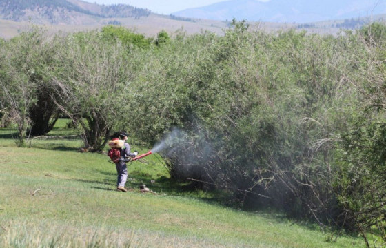 Ойн хөнөөлт шавжийн голомтыг хязгаарлах тэмцлийн ажил явуулж байна