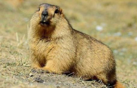 Сүхбаатар аймагт монгол тарвага сэргээн нутагшуулна