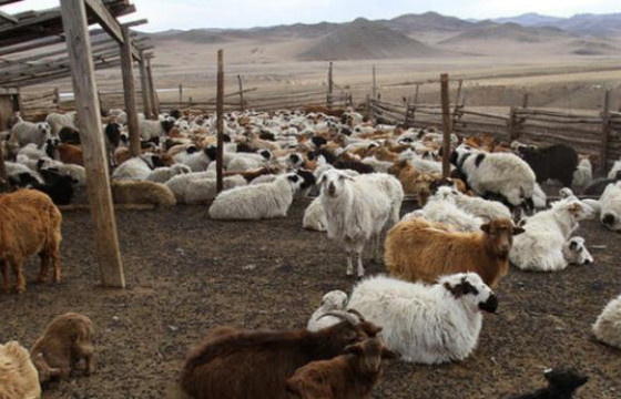 Улсын хэмжээнд 3.6 сая мал хорогдсон байна