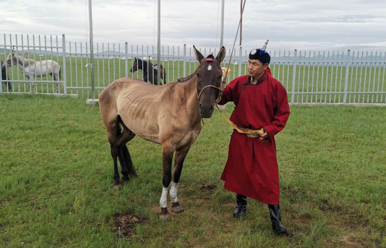 Хөвсгөл аймгийн Галт сумын харьяат уяач Б.Отгонсэлэнгийн хурдан саарал ажнай түрүүллээ