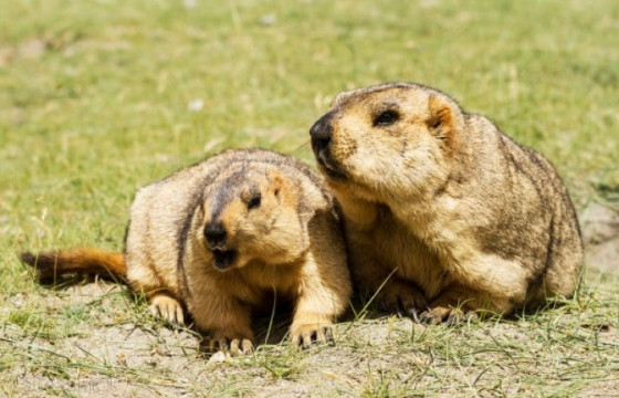 Хурааж авсан тарвагаа хувьдаа завшсан гэх хэргийг шүүхэд шилжүүлжээ