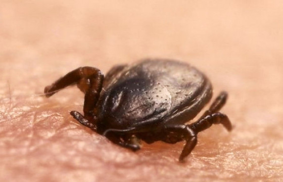 Орхон аймагт хачигт хазуулсан 33 настай эрэгтэй нас баржээ