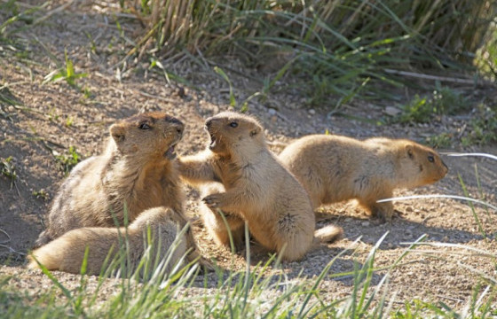 Хустайн байгалийн цогцолборт газраас энэ онд зургаан аймгийн 14 суманд 620 толгой монгол тарвагыг сэргээн нутагшуулжээ