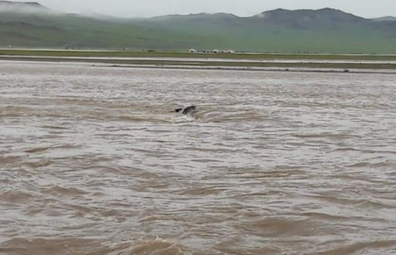 Баян-Өлгий аймагт  55 айлын хашаа, байшин үерт автжээ