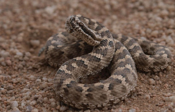 Зуслангийн бүс, орон нутагт амралт, аялал зугаалгаар явахдаа могойд хатгуулахаас сэргийлнэ үү